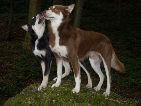 Lappländer Rentierhund Lapinlempi Boulas Beaivi 