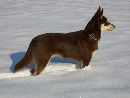 Lappländer Rentierhund Lapinlepmpi Boulas Beaivi