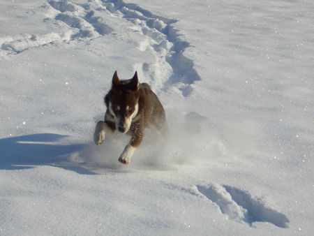 Lappländer Rentierhund Lapinlepmpi Boulas Beaivi