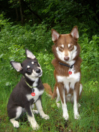 Lappländer Rentierhund Das sind meine kleine Tundra und mein süßer Fjord