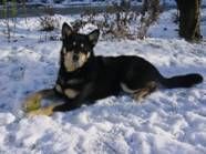 Lappländer Rentierhund Hunde Foto 2134 Lappländer Rentierhund Unsere Helmi mit 10 Monaten