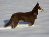 Lappländer Rentierhund Foto: Lapinlepmpi Boulas Beaivi (ID 31398) Lappländer Rentierhund Hund