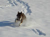 Lappländer Rentierhund Foto: Lapinlepmpi Boulas Beaivi (ID 31399) Lappländer Rentierhund Hund