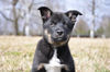 Lappländer Rentierhund Foto: Rova (ID 43959) Lappländer Rentierhund Hund