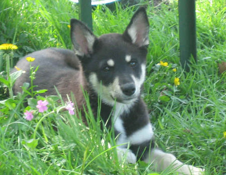 Lappländer Rentierhund Hunde Foto 38074 in höherer Auflösung ansehen Lappländer Rentierhund Raiddokas Itundra, genannt
