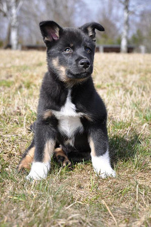 Lappländer Rentierhund Rova 