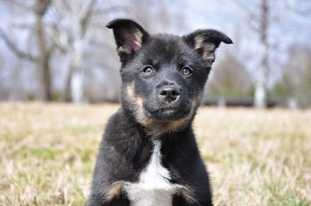 Lappländer Rentierhund Rova 