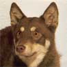 Lappländer Rentierhund, Lapinporokoira Lappländer Rentierhund, Lapinporokoira