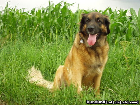 Leonberger Hunde Foto 25336 Leonberger Cora
