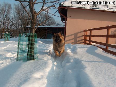 Leonberger Hunde Foto 22247 in höherer Auflösung ansehen Leonberger Luna