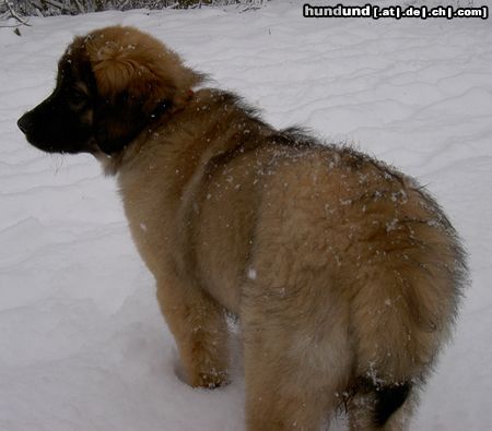 Leonberger Hunde Foto 19177 in höherer Auflösung ansehen Leonberger (d)ina von der vulkaneifel 13 wochen alt