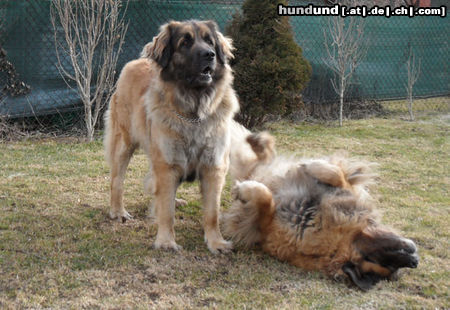 Leonberger die Alte spielt mit immer