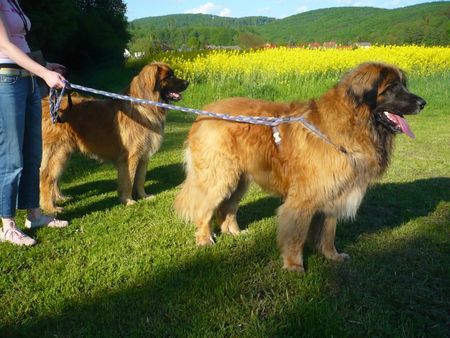 Leonberger zwei Prachtburschen Becks & Bono