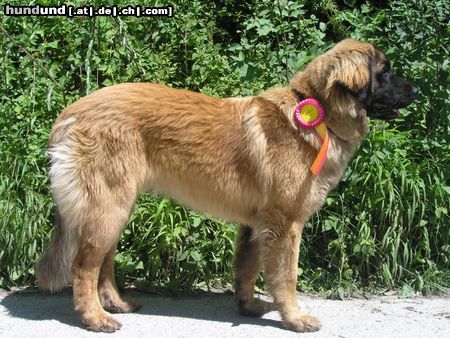 Leonberger Hunde Foto 15415 Leonberger