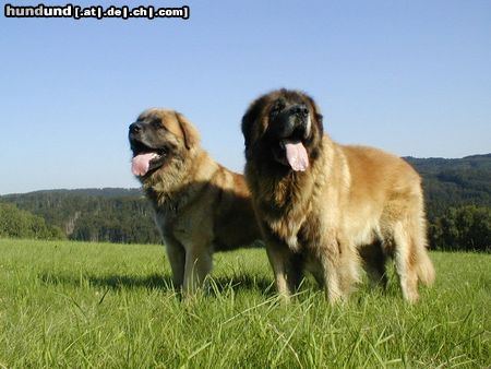 Leonberger Hunde Foto 5047 Leonberger CH. Breddy Sedmidomky + Achát Severozápadní cesta