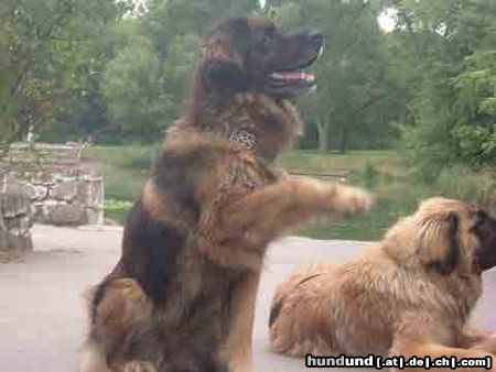 Leonberger Hunde Foto 25389 in höherer Auflösung ansehen Leonberger Arima