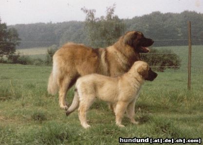 Leonberger Hunde Foto 3001 Leonberger Alezan v Colline du charbon en Olga
