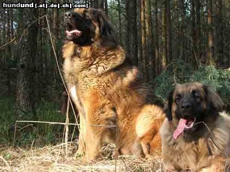Leonberger Hunde Foto 25392 in höherer Auflösung ansehen Leonberger Arima