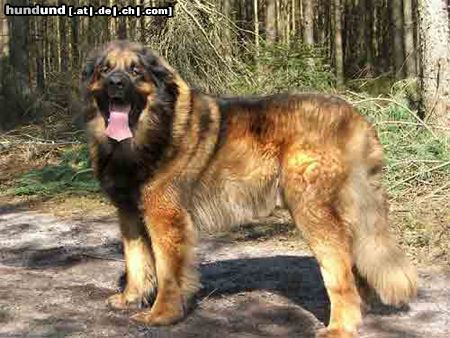 Leonberger Hunde Foto 25386 in höherer Auflösung ansehen Leonberger Zefir