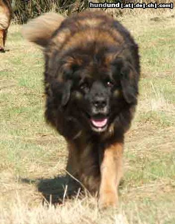 Leonberger Hunde Foto 25390 in höherer Auflösung ansehen Leonberger Arima