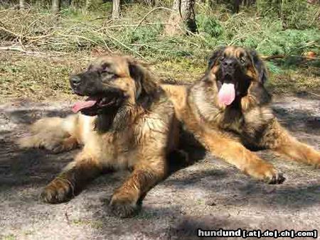 Leonberger Hunde Foto 25393 in höherer Auflösung ansehen Leonberger Arima