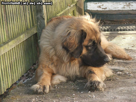Leonberger Hunde Foto 25387 in höherer Auflösung ansehen Leonberger Arima