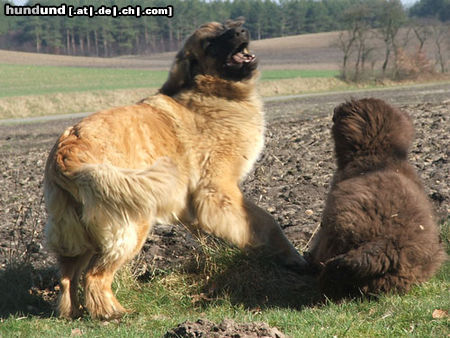 Leonberger Hunde Foto 25419 in höherer Auflösung ansehen Leonberger Leonberger Red Lion kennel