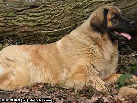 Leonberger Hunde Foto 25391 in höherer Auflösung ansehen Leonberger Arima