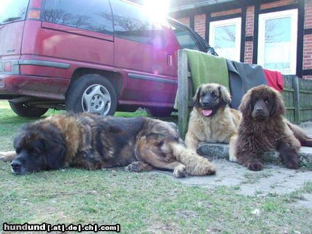 Leonberger Hunde Foto 25418 in höherer Auflösung ansehen Leonberger Leonberger Red Lion kennel