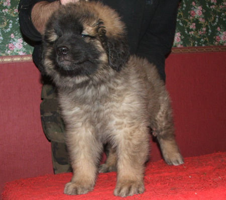 Leonberger Puppies from Leo Grande Cuore FCI