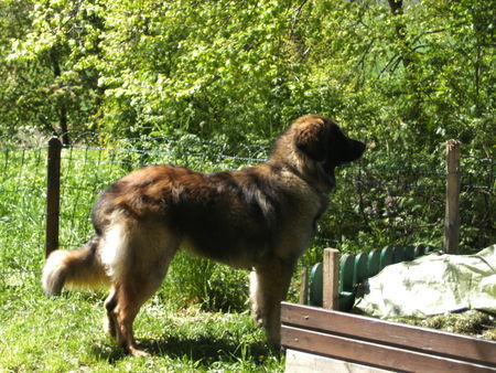 Leonberger Hunde Foto 41979 in höherer Auflösung ansehen Leonberger Bin einfach umwerfend