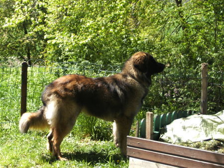 Leonberger Bin einfach umwerfend