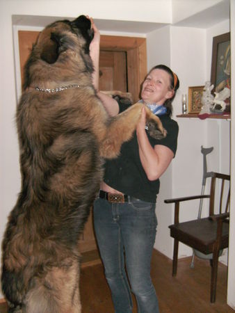 Leonberger Bin einfach umwerfend