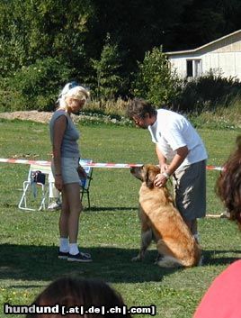 Leonberger Hunde Foto 9508 Leonberger Big Rose Sedmidomky - 2, 5 Jahre alt