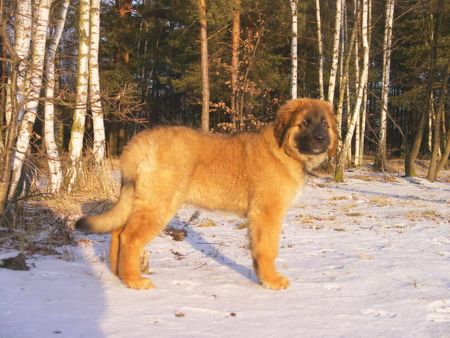 Leonberger Hunde Foto 2048 Leonberger Lea, 14 Wochen alt