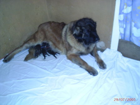 Leonberger Hunde Foto 28086 Leonberger