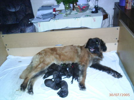 Leonberger Hunde Foto 28085 Leonberger