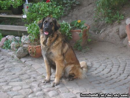 Leonberger Hunde Foto 17282 Leonberger Pakka 09/2004