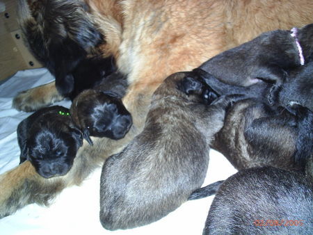 Leonberger Hunde Foto 28087 Leonberger