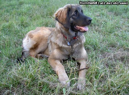 Leonberger Hunde Foto 22459 Leonberger Ina mit 6 Monaten
