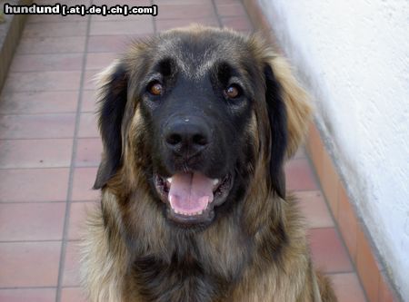 Leonberger Hunde Foto 22458 Leonberger Ina mit 6 Monaten