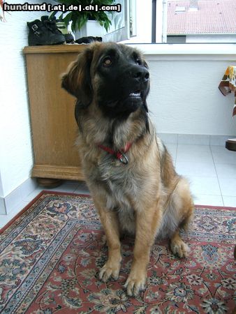 Leonberger Hunde Foto 25576 Leonberger Ina mit 10 Monaten