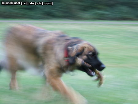Leonberger Hunde Foto 25577 Leonberger ganz schön schnell unterwegs