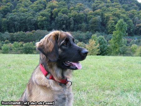 Leonberger Hunde Foto 25578 Leonberger Ina von der Vulkaneifel, 10 Monate