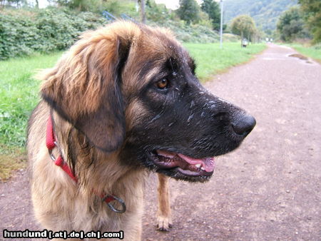 Leonberger Hunde Foto 25579 Leonberger Ina von der Vulkaneifel, 10 Monate