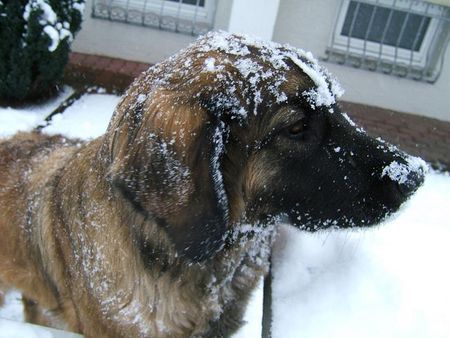 Leonberger Hunde Foto 28167 Leonberger