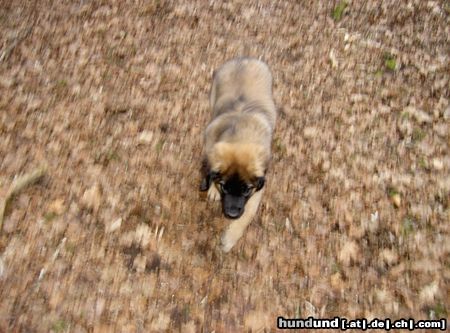 Leonberger Hunde Foto 19176 Leonberger leo hündin Ina 12 wochen alt