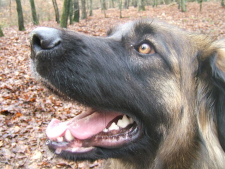 Leonberger Hunde Foto 35240 Leonberger Kopf Ina