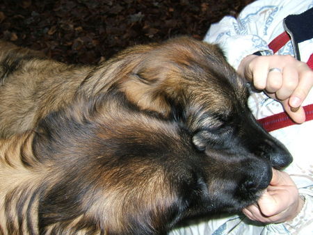 Leonberger Hunde Foto 35241 Leonberger Futterberger ²