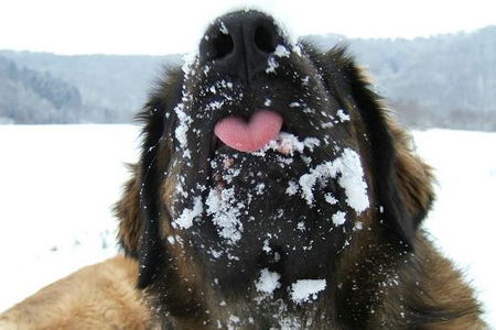 Leonberger Hunde Foto 28168 Leonberger bääh